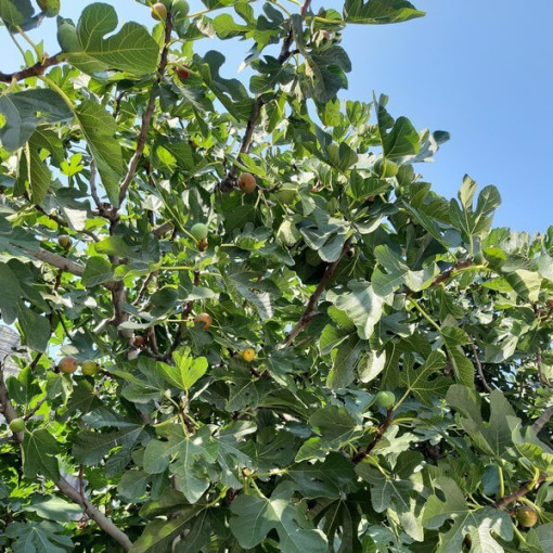 Figuier 'Brown Turkey' 4L