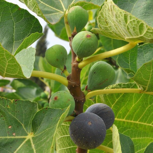 Figuier commun 'Brown Turkey' P9/C1