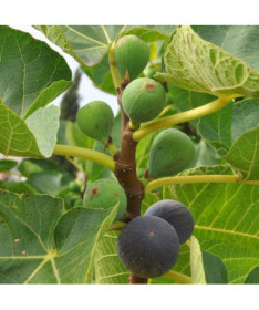 Figuier commun 'Brown Turkey' P9/C1