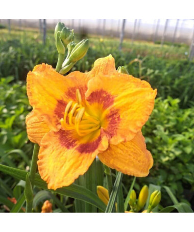 Hémérocalle "Orange Sensation" pot. 2L