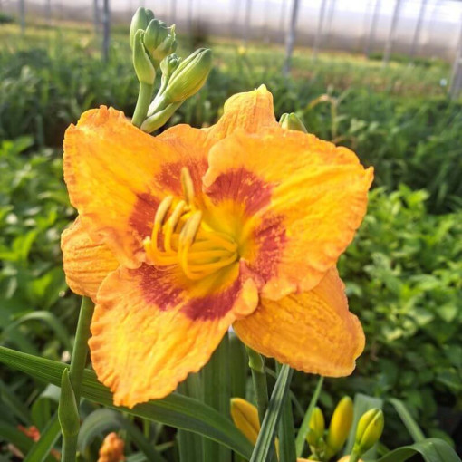 Hémérocalle "Orange Sensation" pot. 2L