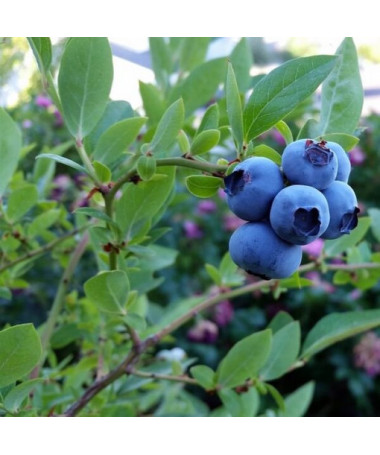 Myrtille arbustive Toro P9/C1