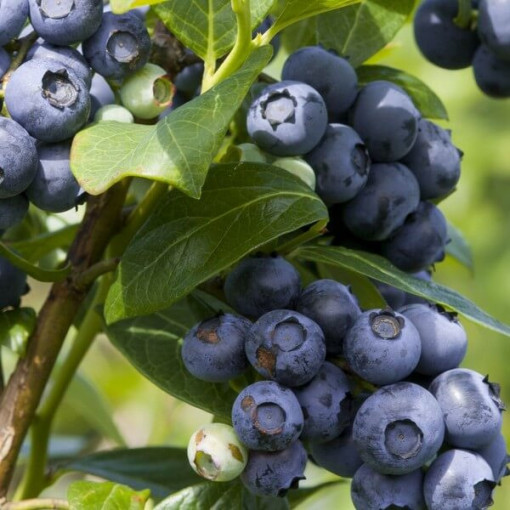 Myrtille américaine 'Spartan' P9/C1