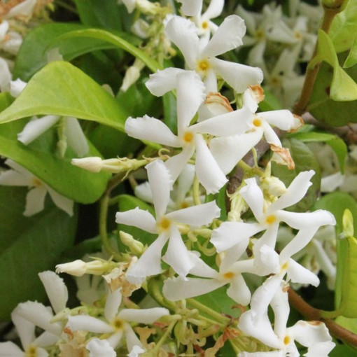 Jasmin Fleuri en pot, 2L