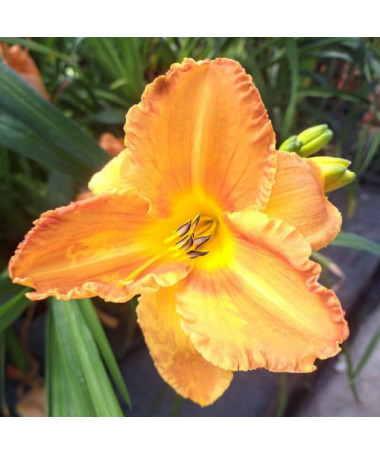Hémérocalle "Orange Sensation" pot. 2L