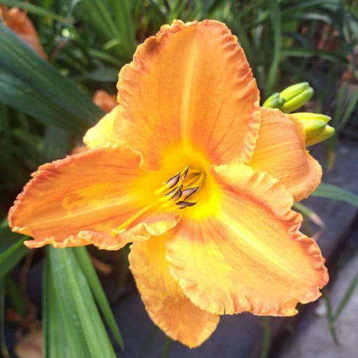 Hémérocalle "Orange Sensation" pot. 2L
