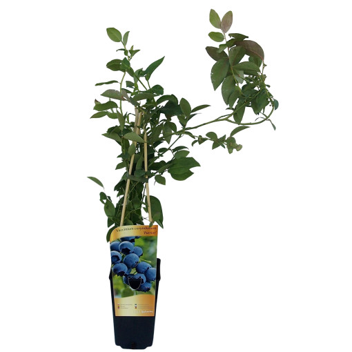 Myrtille américaine 'Patriot' 2L