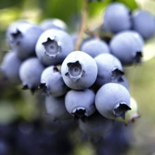 Myrtille arbustive Nelson P9/C1