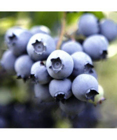 Myrtille arbustive Nelson P9/C1