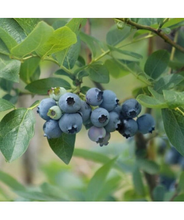 Myrtille américaine 'Elizabeth' P9/C1