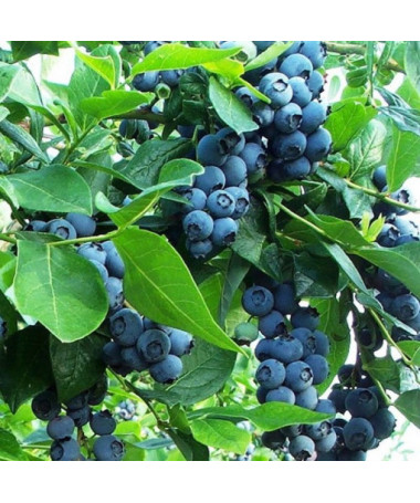 Myrtille américaine 'Earliblue' P9/C1