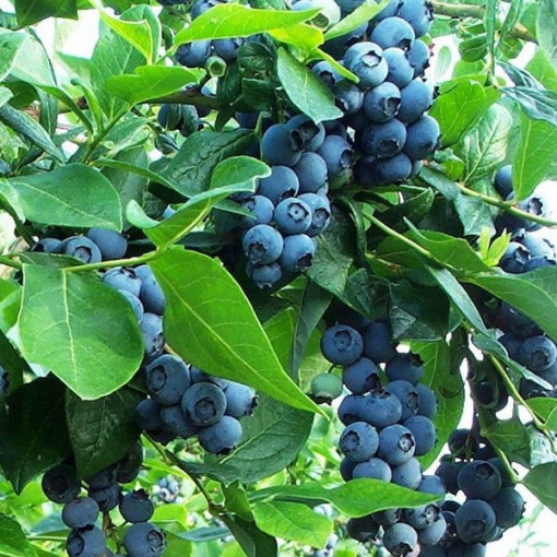 Myrtille américaine 'Earliblue' P9/C1