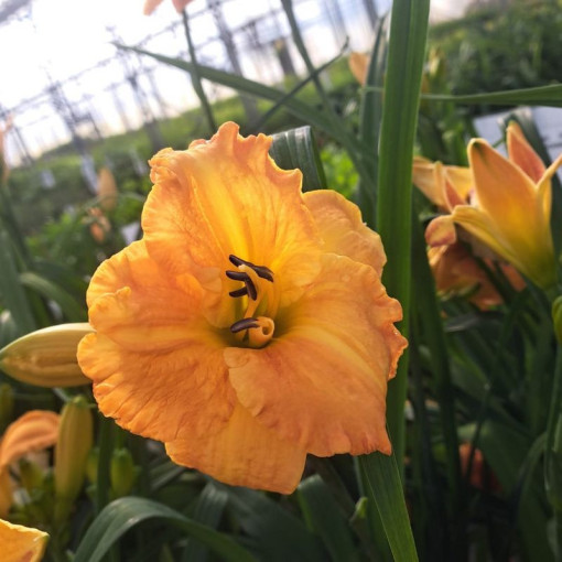 Hémérocalle "Orange Sensation" pot. 2L