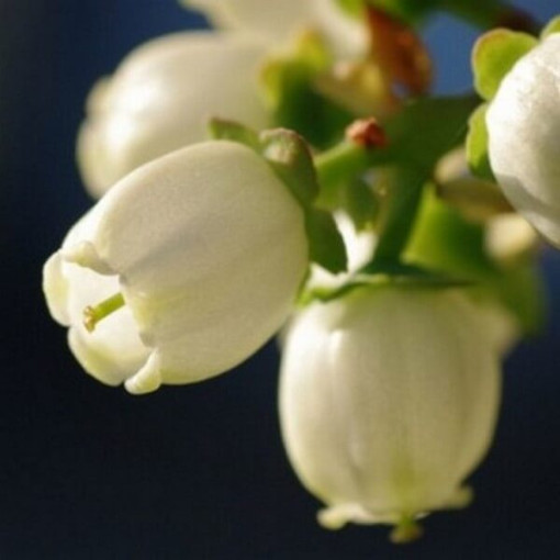 Myrtille américaine 'Duke' (résistante au gel) 2L