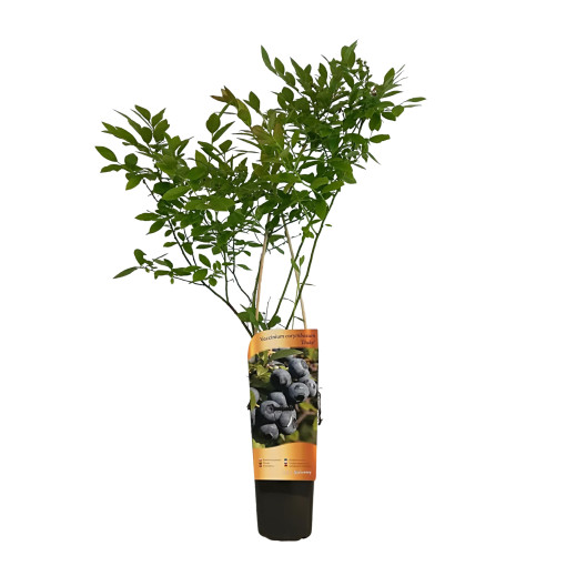 Myrtille américaine 'Duke' (résistante au gel) 2L