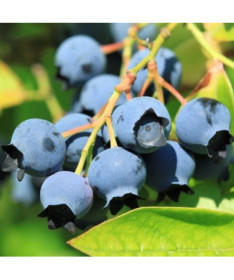 Myrtillier américain 'Darrow' P9/C1