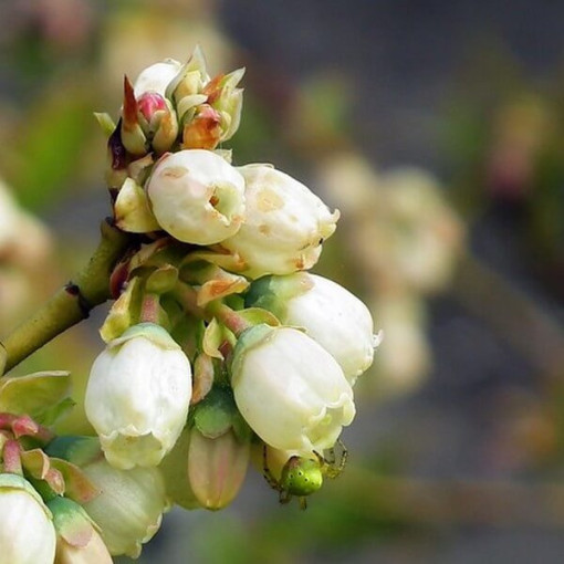 Myrtillier américain 'Darrow' P9/C1