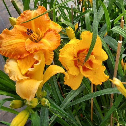 Hémérocalle "Orange Sensation" pot. 2L