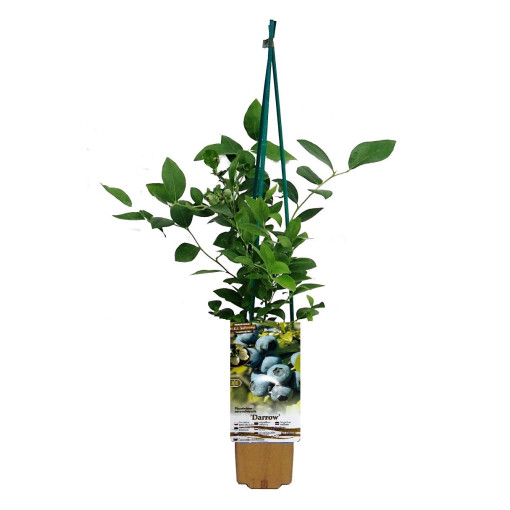 Myrtillier américain 'Darrow' P9/C1