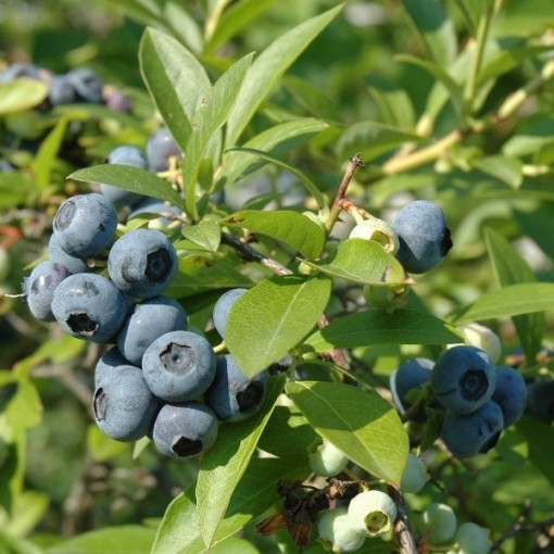 Myrtille arbustive 'Chanticleer' P9/C1