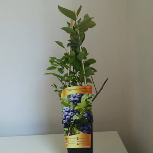 Myrtille américaine 'Chandler' P9/C1