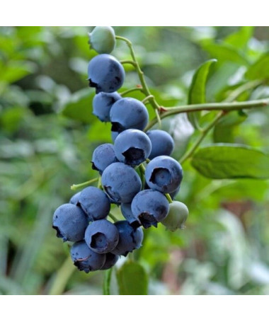 Myrtille américaine 'Brigitta' P9/C1