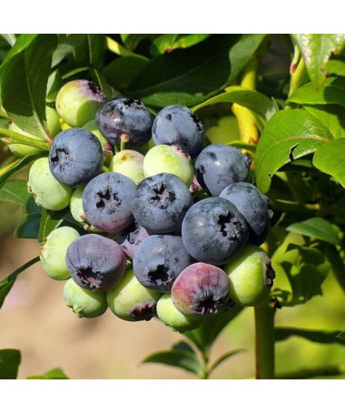 Myrtille américaine 'Bonifacy' P9/C1