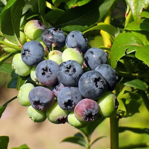 Myrtille américaine 'Bonifacy' P9/C1