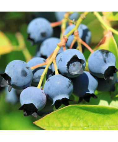 Myrtille américaine 'Bluejay' P9/C1