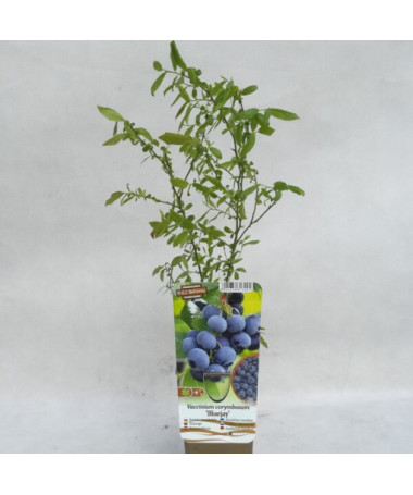Myrtille américaine 'Bluejay' P9/C1