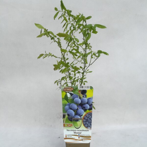 Myrtille américaine 'Bluejay' P9/C1