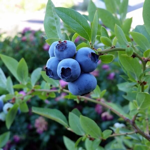 Myrtille américaine 'Bluegold' P9/C1