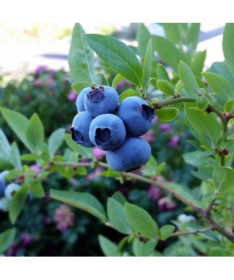 Myrtille américaine 'Bluegold' P9/C1