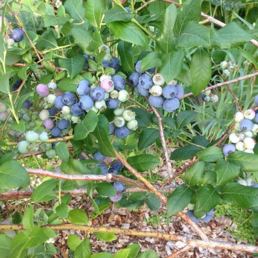 Myrtille arbustive 'Bluecrop' P9/C1