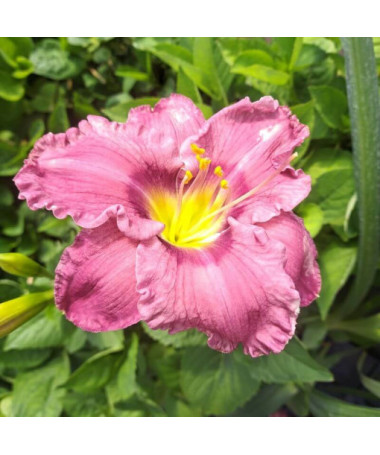 Hémérocalle "Romantic Breeze" pot. 2L