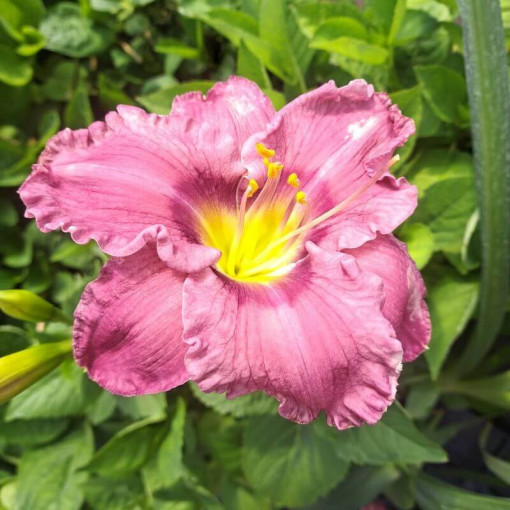 Hémérocalle "Romantic Breeze" pot. 2L
