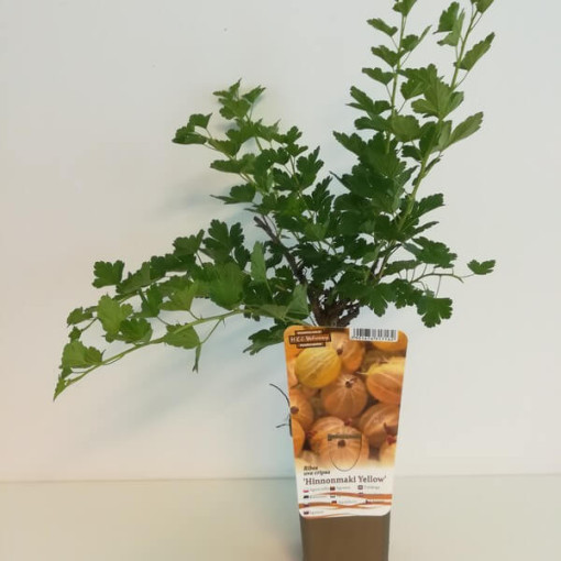 Groseillier à maquereau jaune 'Hinnonmaki Gelb' P9/C1