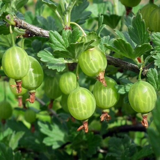 Groseillier à maquereau vert 'Hinnonmaki Green' P9/C1