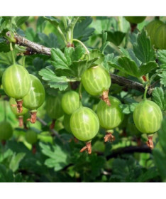 Groseillier à maquereau vert 'Hinnonmaki Green' P9/C1