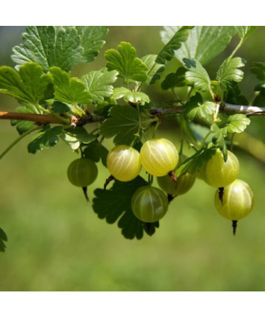 Groseillier à maquereau vert 'Hinnonmaki Green' P9/C1