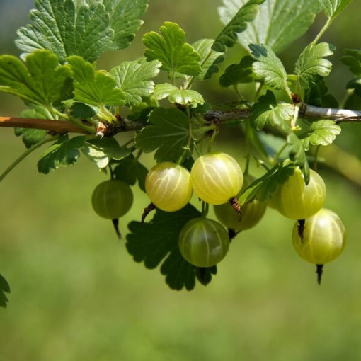 Groseillier à maquereau vert 'Hinnonmaki Green' P9/C1