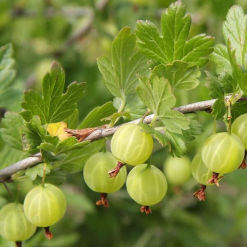 Groseillier à maquereau vert 'Hinnonmaki Green' P9/C1