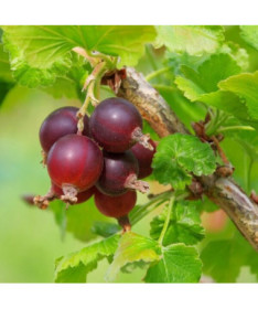 Groseillier à maquereau rouge 'Hinnonmaki Red' P9/C1