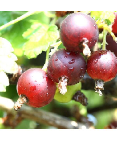 Groseillier à maquereau rouge 'Hinnonmaki Red' P9/C1