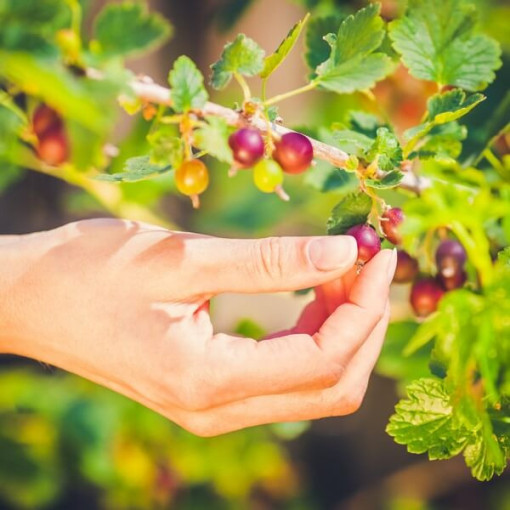 Groseillier à maquereau rouge 'Hinnonmaki Red' P9/C1