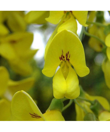 Goldregen (Laburnum anagyroides) P9/C1