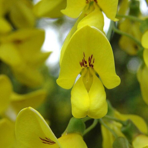 Goldregen (Laburnum anagyroides) P9/C1