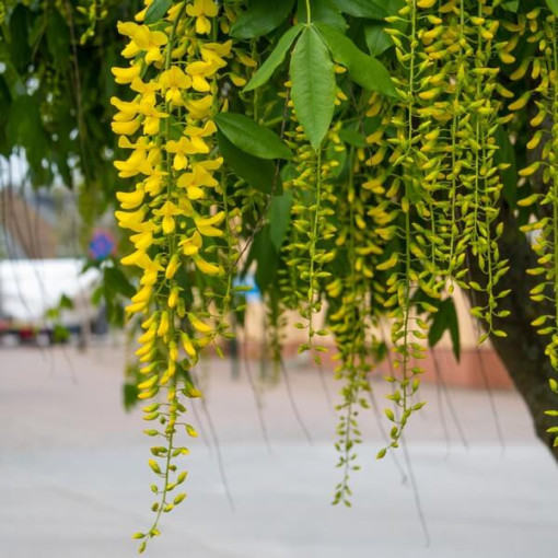 Goldregen (Laburnum anagyroides) P9/C1