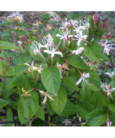 Chèvrefeuille du Japon Purpurea parfumé, plante grimpante, 4L