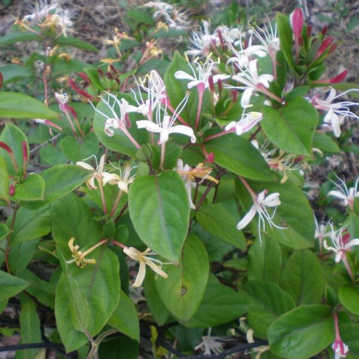Chèvrefeuille du Japon Purpurea parfumé, plante grimpante, 4L